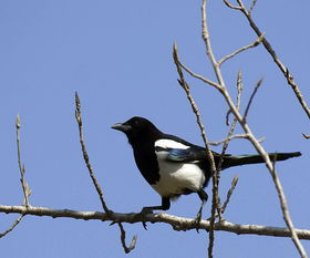 喜鹊来家象征着什么、?