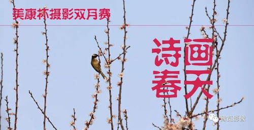 惟解漫天作雪飞(前一句)