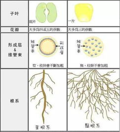 单子叶和双子叶的区别单子叶和双子叶的区别图片