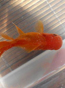 金鱼身上长白点是怎么回事?怎么办?