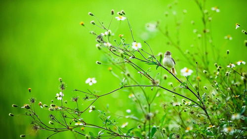 春天是什么样子的?