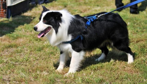 边境牧羊犬多少钱边境牧羊犬多少钱一只