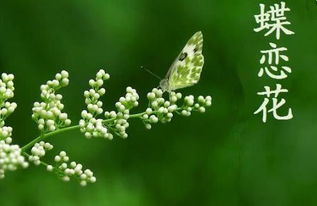 芳草”指的是什么?是草?是花?还是花和草,抑或是其他?求教!!!