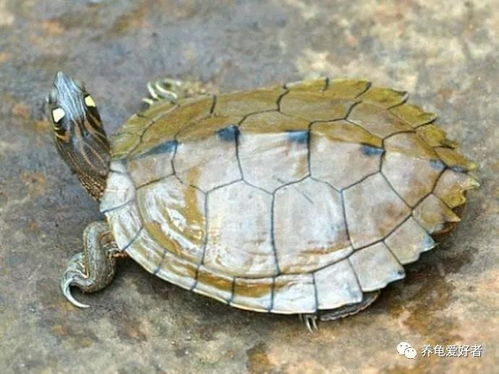 地图龟该如何喂养?