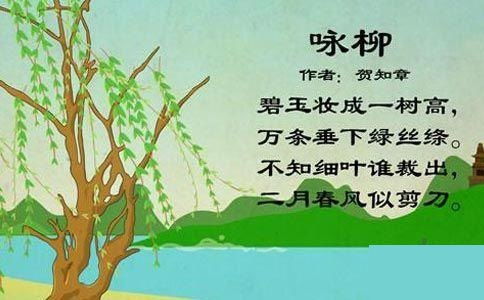 很著名的咏柳诗当推古唐诗人贺知章的《咏柳》诗了:碧玉妆成一树高,万