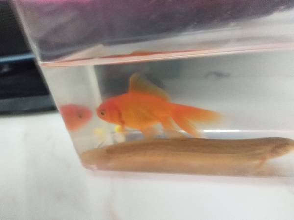 金鱼怎么分公母 要带图