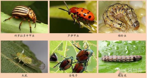 益虫是指对其他生物有益的昆虫,蜜蜂,家蚕,瓢虫,螳螂,食蚜虻,寄生蜂