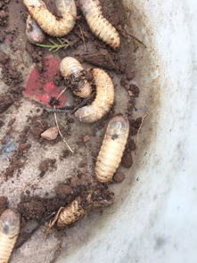 蝉与知了的幼虫分别叫什么