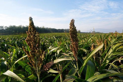 五谷中的菽是什么古代五谷中的菽是什么