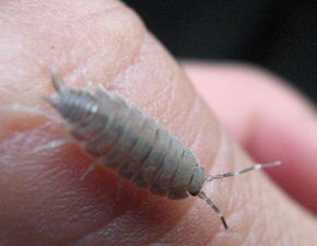 潮虫晚上会爬人身上么潮虫会爬进人的体内吗