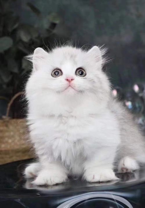 拿破仑猫多少钱一只(拿破仑猫多少钱一只幼崽)_竞价网