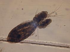 水蚤是什么类型的动物