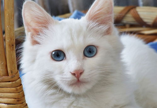 蓝眼白猫多少钱一只(蓝眼白猫多少钱一只偏黄)_竞价网
