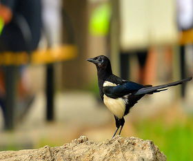 喜鹊飞进屋预示什么