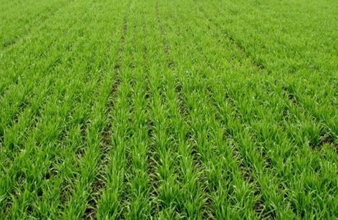 一亩地长宽各多少米一亩地长宽各多少米换算方法