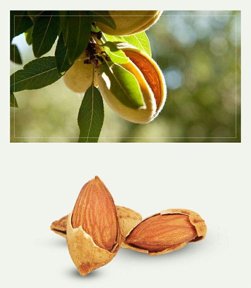 巴旦木是什么树的果实巴旦木是什么果实