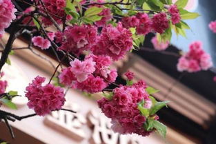 烂漫无比是什么意思(烂漫无比是什么意思解释)