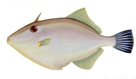 绿鳍马面鲀绿鳍马面鲀怎么读