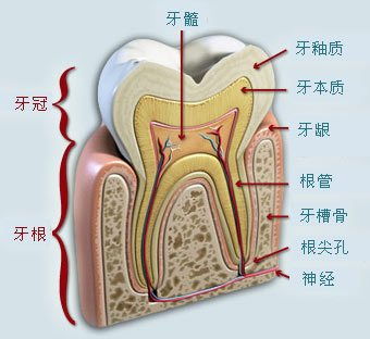 28颗牙齿结构图 解剖图图片