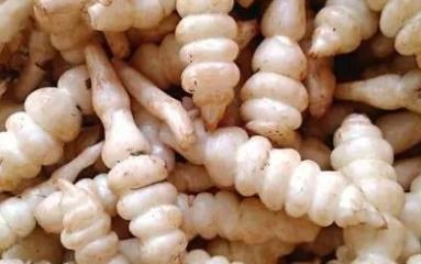 地蚕图片地蚕图片与功效