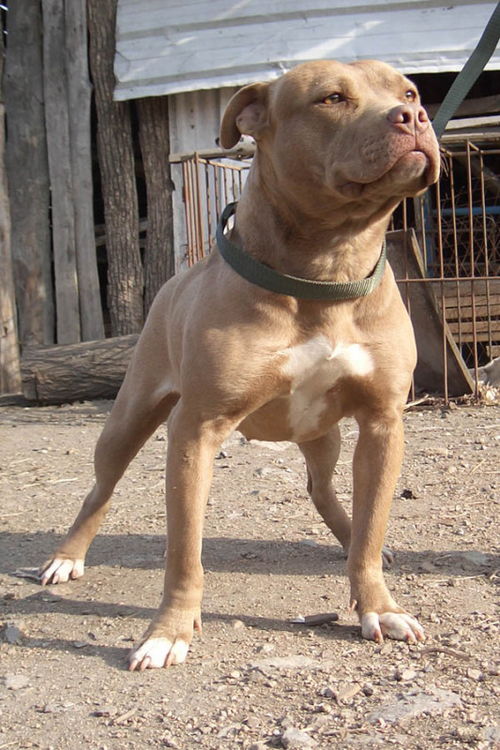 美国比特犬美国比特犬图片