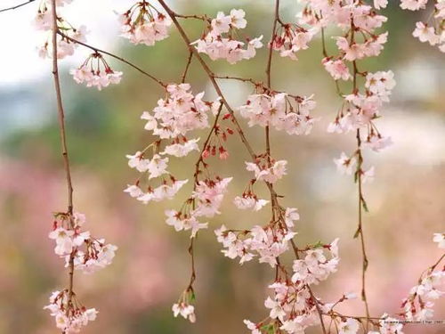 跟花有关的优美诗句