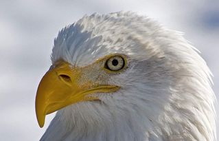 美国的国宝美国的国宝是什么