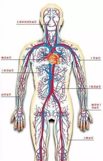 为什么静脉血管是蓝色的,而动脉血管是红色的?