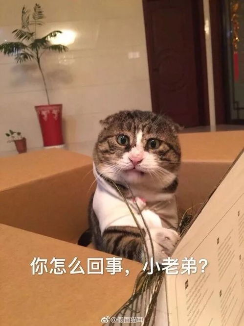 男生叫女生晚安小老弟是什么意思