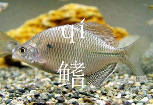 鳍怎么读鳍怎么读什么意思