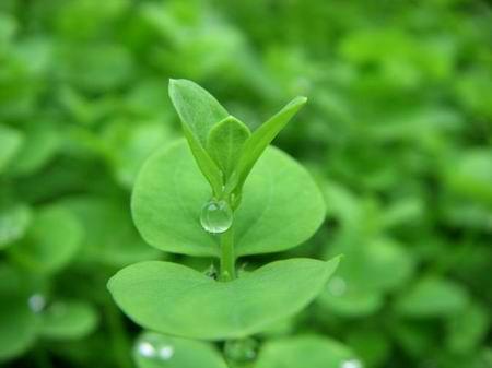 请问芳草是什么意思?