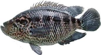 花斑鱼 简介清蒸石斑是喜宴宴客时最常见的一道料理