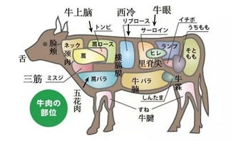 黄喉是什么动物身上的哪个部位