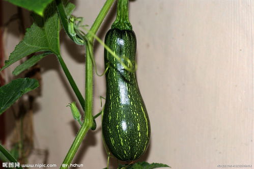 南瓜和窝瓜有什么区别