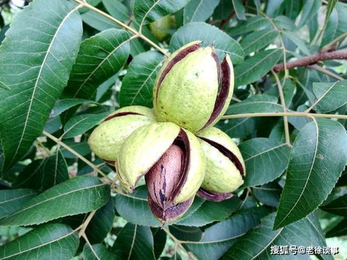 碧根果树碧根果树苗