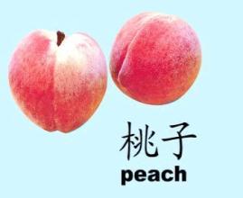 桃子用英语怎么说?