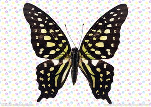 蝴蝶怎么写(蝴蝶怎么写作文)_竞价网