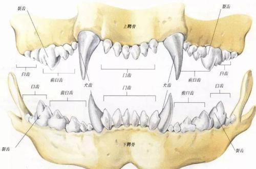 泰迪狗的牙齿结构图图片