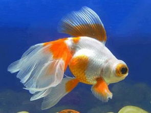 怎么区分金鱼的公母