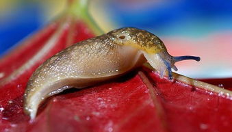 蜒蚰怎么读蜒蚰是什么意思