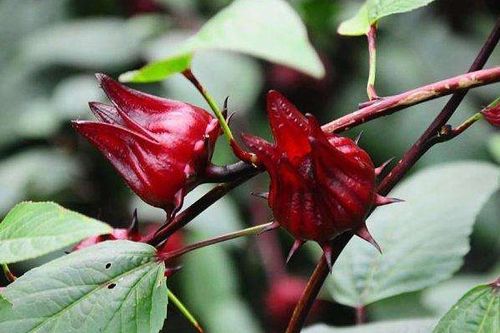 红桃k是什么?作用和功效?