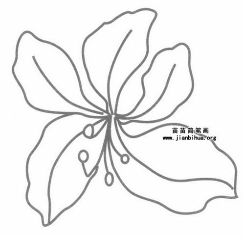 紫荆花简笔画(紫荆花简笔画图片大全彩色)_竞价网