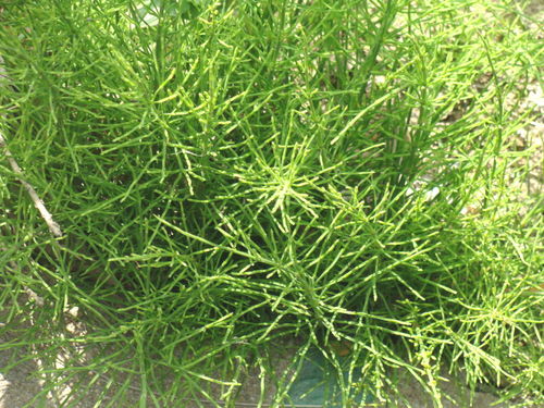 问荆草和追风草的区别?