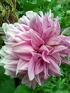 夏天开的花有哪些?