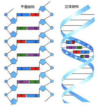 脱氧核苷酸结构图图片