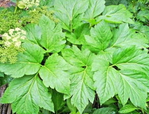 长寿草图片长寿草图片功效