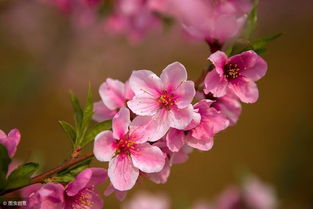 桃花的花瓣像什么形状图片