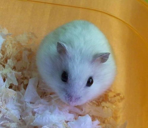 银狐仓鼠银狐仓鼠为什么很少人养