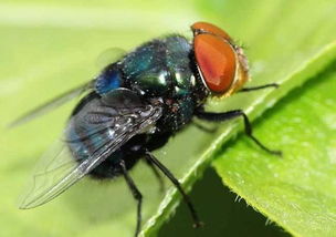 常见昆虫有蝴蝶,蜜蜂,蚱