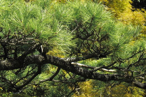 松枝傲骨峥嵘,柏树庄重肃穆,且四季长青,历严冬而不衰.